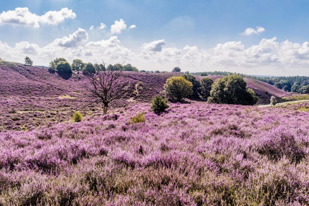 Sfeervolle Chalet Op De Veluwe In Hoenderloo Hotel Eksteriør billede