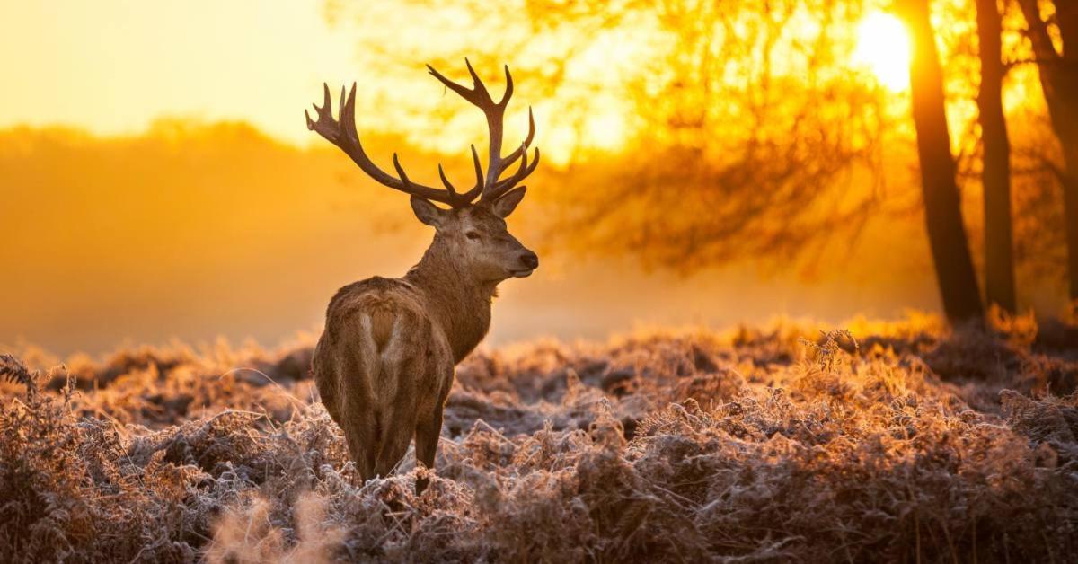 Sfeervolle Chalet Op De Veluwe In Hoenderloo Hotel Eksteriør billede